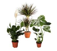 Plante Plus Lot de 3 purificateurs d'air | Monstera, Spathiphyllum, Dracaena | Ø 40-70 cm | qualité professionnelle | végétalisation d'intérieur | plantes pour appartement et bureau
