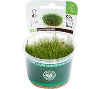 Plante pour aquarium in vitro Dennerle Plant It - Eléocharis nain, éléocharis à petites feuilles