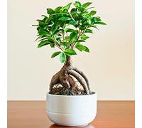 Plante pour la Maison ou le Bureau - Ficus Ginseng Bonsaï d’intérieur décoratif