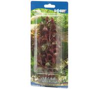 PLANTE ROTALA 16 cm HOBBY--