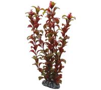 PLANTE ROTALA 30 cm HOBBY----- 41518
