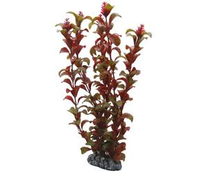 PLANTE ROTALA 30 cm HOBBY----- 41518
