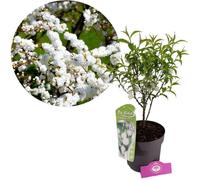 Plante - SCHRAMAS - Prunus glandulosa 'Alba Plena' - Arbuste d'ornement - Floraison printemps - Fleurs blanches doubles
