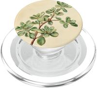 Plante succulente de Jade Vintage avec Illustration Scientifique PopSockets PopGrip pour MagSafe