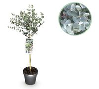 Plante sur tige - Eucalyptus gunni Azure - Plante de terrasse - Persistant - Rustique - Feuilles grises - 80-90cm - Ø19cm - Plante de jardin