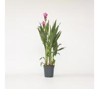 Plante Tropicale - Curcuma alismatifolia 'Siam Supreme' - H70-90cm - ⌀19cm