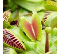 Plante Tropicale d'intérieur Dionée Carnivore - Venus Attrape-Mouche fournie en pot de 9 cm