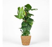 Plante trouée - Vigne moussue Monstera Deliciosa - Verte - Peu d'entretien - avec Panier - 80-90cm - Ø19cm - Plante d'intérieur - Vert persistant
