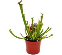 Plante tubulaire - Sarracenia farnhamii - Plante carnivore - Pot 9cm