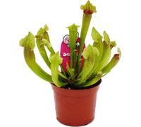 Plante tubulaire - Sarracenia "Fiona" - Plante carnivore - pot 9cm