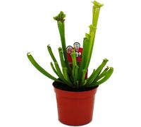 Plante tubulaire - Sarracenia leucophylla - Plante carnivore - Pot 9cm