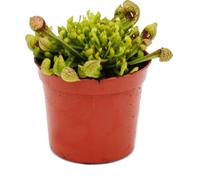 Plante tubulaire - Sarracenia psittacina Hybr. "Scarlett Belle" - Plante carnivore - pot de 9cm
