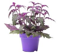 Plante Velours Gynura Purple Passion | Plante d'intérieur Maison Bureau (en pot 10-20 cm)