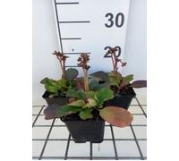 Plante Vivace - Bergenia hybride. 'Morgenröte' - Plante Poussee Bergenia en pot de 9 x 9 cm