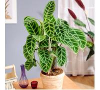Plante Zébrée et Élegante Calathea Zebrina pour la Maison ou le Bureau 30-40 cm en Pot