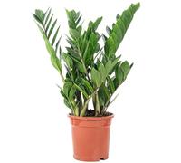 Plante ZZ - plante d'intérieur facile d'entretien, Zamioculcas zamiifolia 3+ - hauteur env. 55 cm, pot-Ø 17 cm