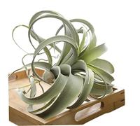 Plantes aériennes artificielles, tillandsia Cilected Flocage de fausses broméliacées Plantes artificielles à suspendre pour décoration murale, verdure