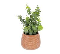 Plantes artificielles Aéonium