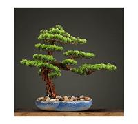Plantes artificielles d'intérieur Plantes artificielles d'intérieur Bonsaï Artificiel en Pot Faux bonsaï avec Pot de Fleur en céramique Bleue Simulation Jardin Fausse Plante F