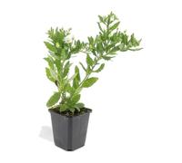 Plantes Aster Ashvi pour Jardin, Fleurs Blanches, Lot de 48, Pots 9cm