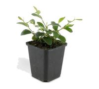 Plantes Couvre-Sol Cotoneaster Dammeri Major, Jardin, Vert, Lot de 60, 9cm