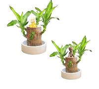 Plantes de bambou porte-bonheur d'intérieur - Souche d'arbre artificielle - Mini bois porte-bonheur du Brésil - Bambou magique à germination
