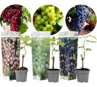 Plantes de raisin - 3er Mix - Vitis - Raisin - pot 9cm - hauteur 25-40 cm