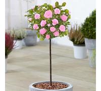 Plantes de roses colorées Standard Stem pour jardin extérieur en pots.