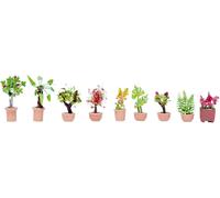 Plantes décoratives NOCH 14082 modèle fini N 9 pc(s)