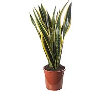 Plantes d'intérieur grandes et exotiques : Sansevieria, plante serpent, arbres hauts pour votre maison.