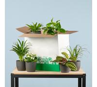 Plantes d'intérieur set de 6 + Viber Noir - Save Me Box - Plantes d'intérieur surprise avec pots biodégradables - Facile à entretenir & Décoratif
