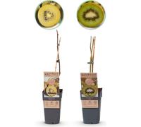 Plantes fruitières Kiwi vert 'Jenny' & kiwi doré - 2 plantes - 15cm - hauteur 50cm - fruits sucrés et riches en vitamines - facile d'entretien & résistant au froid