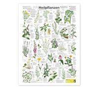 Plantes médicinales (allemand) Poster de Planet Poster Editions 60 x 80 cm Vert Tableaux Décoration murale