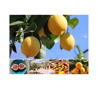 Plantes méditerranéennes 0H2 : x4