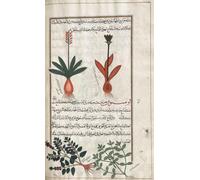 Plantes non identifiées. Après une illustration de Mirza Baqir dans un livre iranien du XIXe siècle du médecin et botaniste grec Pedanius Dioscorides œuvre du 1er siècle après JC De Materia Medica