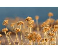 Plantes séchées - Puzzle de 4000 pièces pour Adultes : Cadeau éducatif et intellectuel, Décoration intérieure à Faire soi-même idéale (14+)