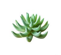 Plantes succulentes artificielles, 1 lot de lotus floqué pour décoration d'intérieur, jardin, bureau, étude, ne fanent pas, entretien facile, utilisation tout au long de l'année