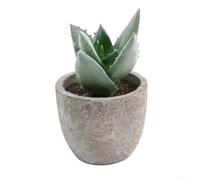 Plantes succulentes artificielles panachées à plusieurs têtes - Plantes miniatures d'intérieur en plastique pour bureau, décoration d'intérieur - Faible entretien (9)