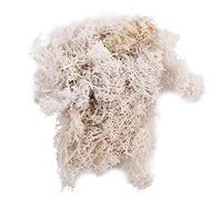 Plantes vertes artificielles de 20 g - Vie éternelle - Décoration de jardin - Mini paysage - Décoration de jardin (beige)