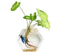 Planteur mural Hyxagonal Propagation des plantes Hexagonal Mur Planchez terrarium Terrarium Transparent en verre de propagation de la plante en verre pour le bureau à domicile, grand, 6,69x6,69