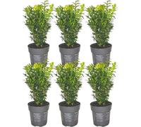 Plants by Frank - 1 mètre de buis - Buxus Sempervirens - Set de 6 plantes de haie rustiques - Haie à feuilles persistantes - Frais de livraison de la pépinière, néerlandais