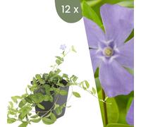 Plants by Frank | 12 Plantes à feuillage persistant | Vinca minor | Couvre-sol vivace | Plantes pour le jardin | Plantes vivaces vivaces | Plantes de jardin