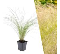 Plants by Frank | 12 Plantes à Plume | Stipa tenuissima 'Ponytails' | Couvre-sol rustique vivace | Plantes pour le jardin | Plantes vivaces rustiques vivaces | Plantes de jardin