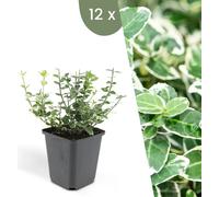 Plants by Frank | 12 plantes de fusain multicolores | Euonymus 'Emerald 'n Gaity' | Couvre-sol rustique vivace | Plantes pour le jardin | Plantes vivaces rustiques vivaces