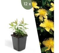 Plants by Frank | 12 plantes de millepertuis | Hypericum calycinum | Couvre-sol vivace | Plantes pour le jardin | Plantes vivaces vivaces | Plantes de jardin