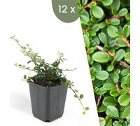 Plants by Frank | 12 plantes de néflier nain | Cotoneaster pr. 'Streib's Findling' | Couvre-sol rustique vivace | Plantes pour le jardin | Plantes vivaces rustiques vivaces | Plantes de jardin