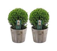 Plants by Frank | 2 Boules de houx du Japon en pot en bois | 2 x Ilex crenata ‘Jenny’ | Ø 20 cm | Lot de 2 | Alternative au buis | Arbuste persistant | Plantes d’extérieur | Jardin | Automne