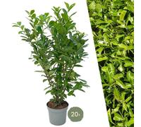 Plants by Frank | 20 très grands lauriers-cerises Rotundifolia pour 10 mètres linéaires de haies | ↨ 125-150 cm en pot de 15 L | Prunus Rotundifolia