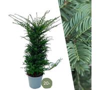 Plants by Frank | 20 très grands plants d'if pour 10 mètres linéaires de haies | ↨ 100-125 cm en pot de 15 litres | Taxus baccata | Plantes pour haies