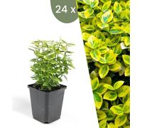 Plants by Frank | 24 Fusain jaune | Euonymus fortunei 'Emerald 'n Gold' | Couvre-sol vivace | Plantes pour le jardin | Vivaces vivaces
